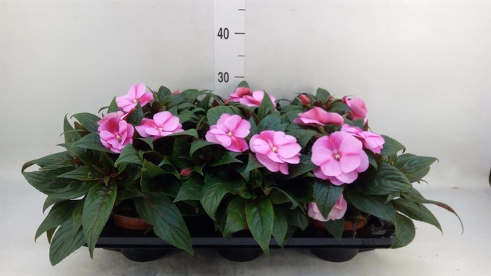 <h4>Impatiens NG 'ColPow Lavender Flam'</h4>