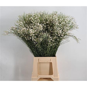 Genista 400 Gr White