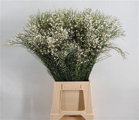 <h4>Genista 400gr White</h4>