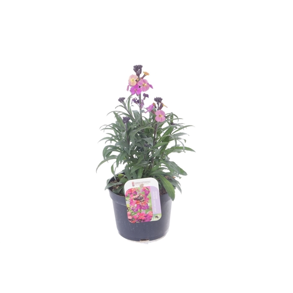 <h4>Erysimum Constant Cheer</h4>