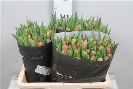 <h4>Tu Du Columbus</h4>