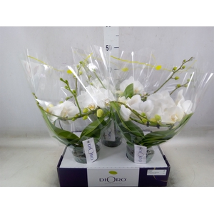 Phalaenopsis   ...white