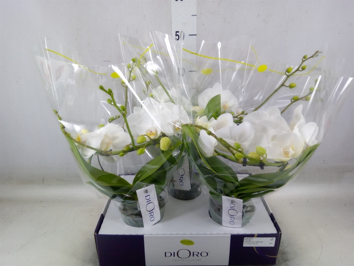 <h4>Phalaenopsis   ...white</h4>
