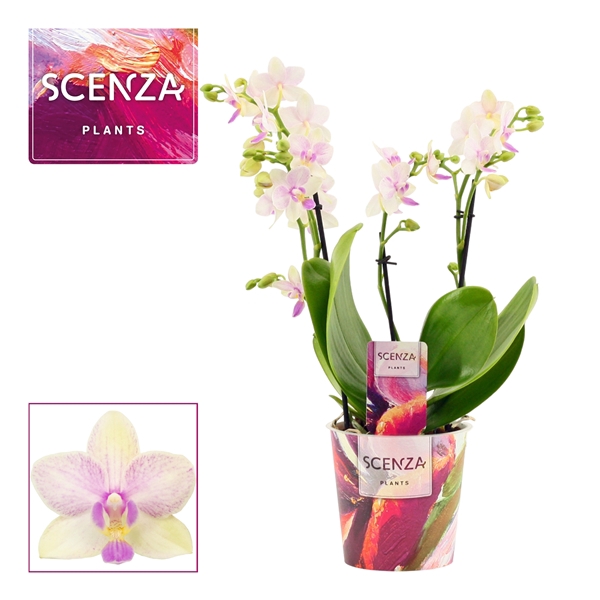<h4>Phalaenopsis dazzling Blossom bliss 3-4 tak (Scenza)</h4>