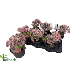 SEDUM TE VIE EN ROSE