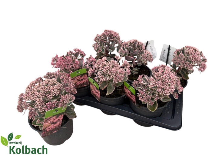 <h4>SEDUM TE VIE EN ROSE</h4>
