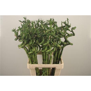Drac S Lucky Bamboo