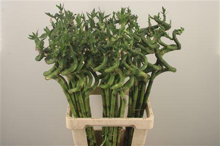 <h4>Drac S Lucky Bamboo</h4>