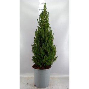 Picea glauca 'Conica'