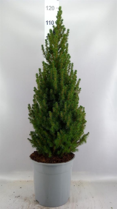 <h4>Picea glauca 'Conica'</h4>