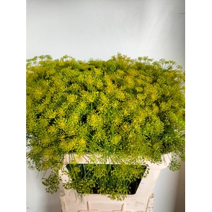 ANET GRAVEOLENS