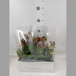 Phalaenopsis multi.   ...