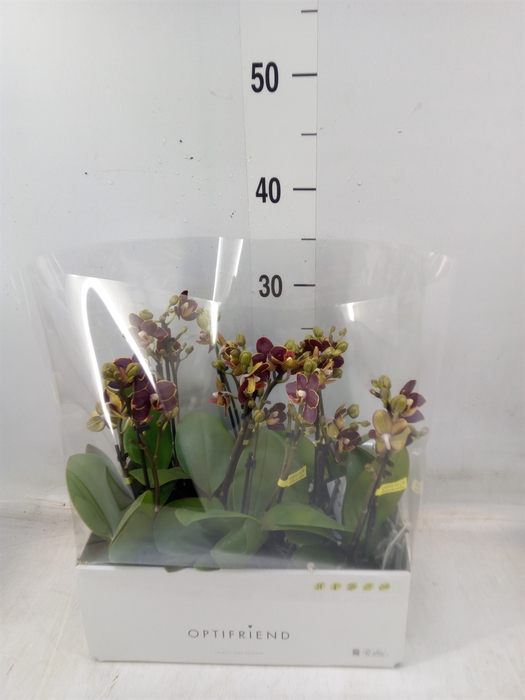 Phalaenopsis multi.   ...