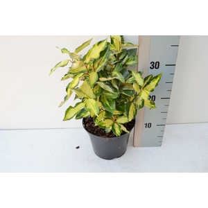 Elaeagnus ebbengei Maryline