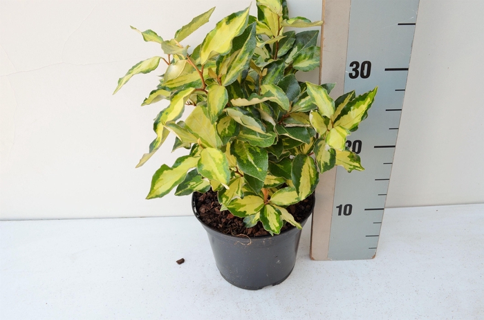 <h4>Elaeagnus ebbengei Maryline</h4>