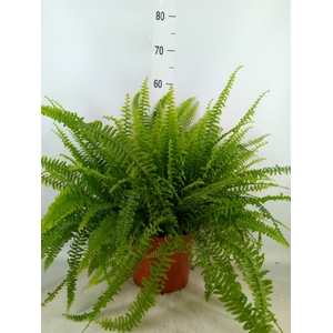 Nephrolepis exal. 'Green Lady'