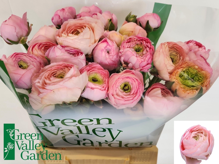 <h4>RAN JULIETTE</h4>