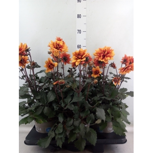 Dahlia DE 'XXL Aztec'   ...patio