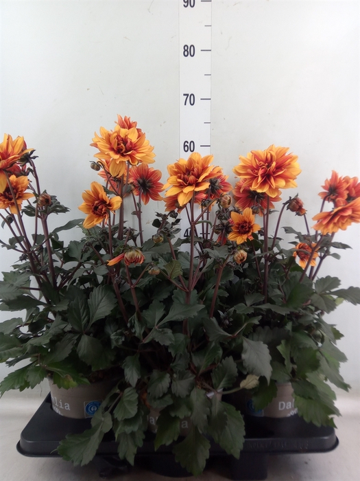 <h4>Dahlia DE 'XXL Aztec'   ...patio</h4>