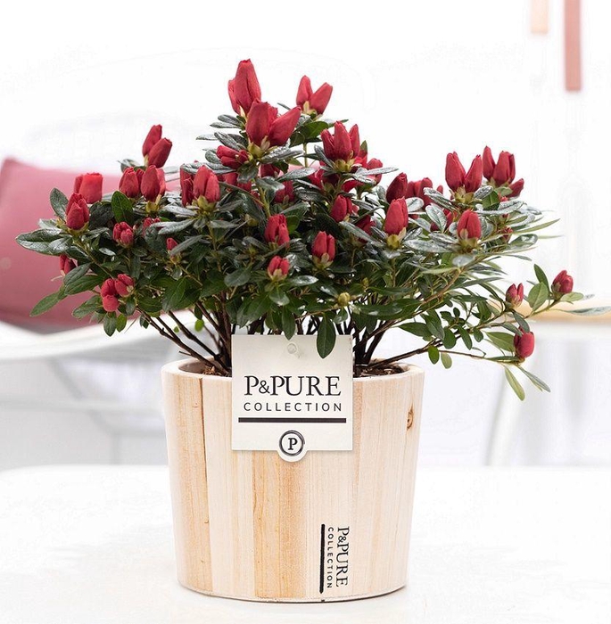 <h4>1st class Azalea red in P&PURE Wood 5</h4>