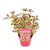 Hydrangea serrata