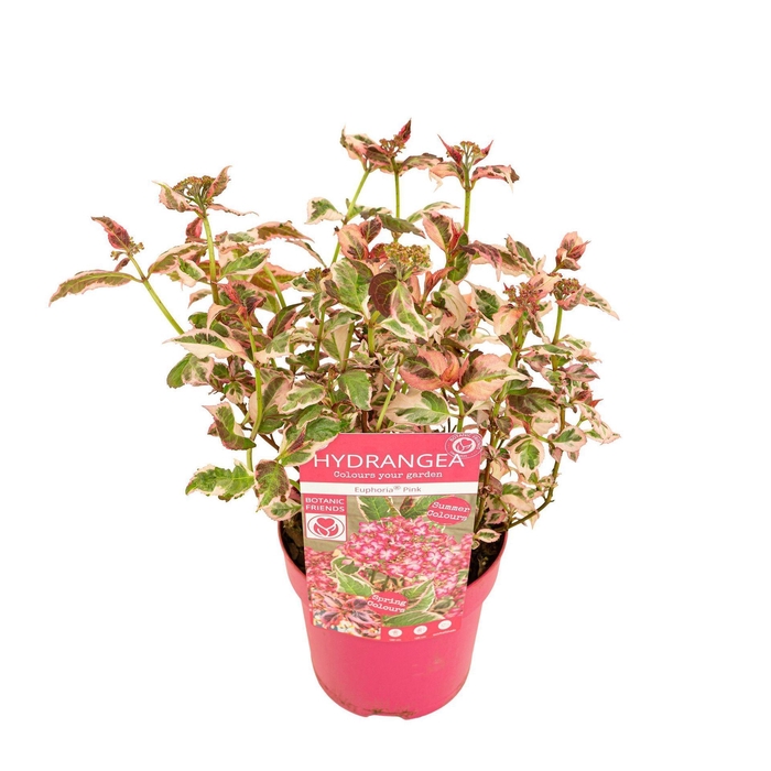 Hydrangea serrata