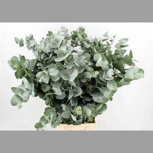 Euca Cinerea 300gr P Bunch