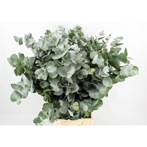 Euca Cinerea 300gr P Bunch