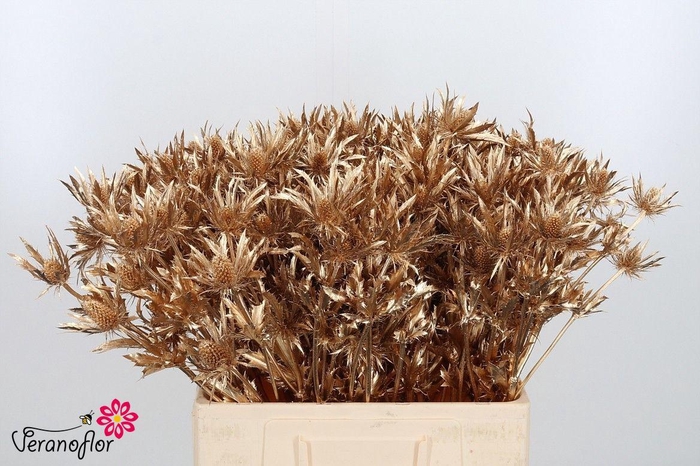 <h4>ERYN DOBIDA KLB H%</h4>