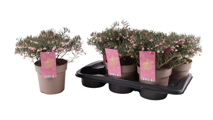 <h4>ANDROM POLIFOLIA</h4>