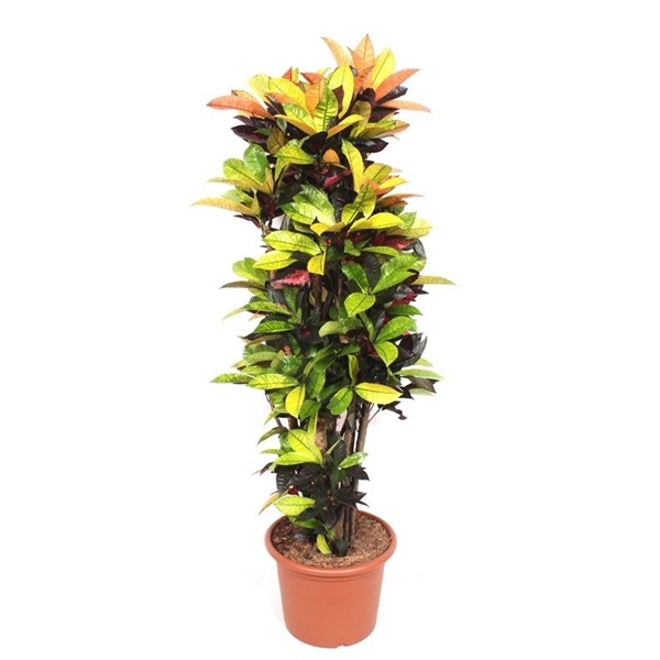 <h4>Codiaeum variegatum kleinbladig 'Mrs Iceton'</h4>