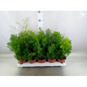 Asparagus umbellatus
