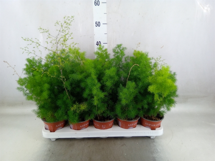 <h4>Asparagus umbellatus</h4>