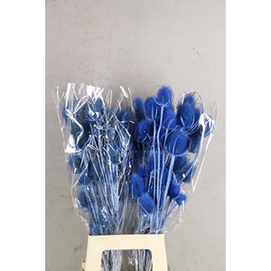 Df Dipsacus Light Blue Bs 130g