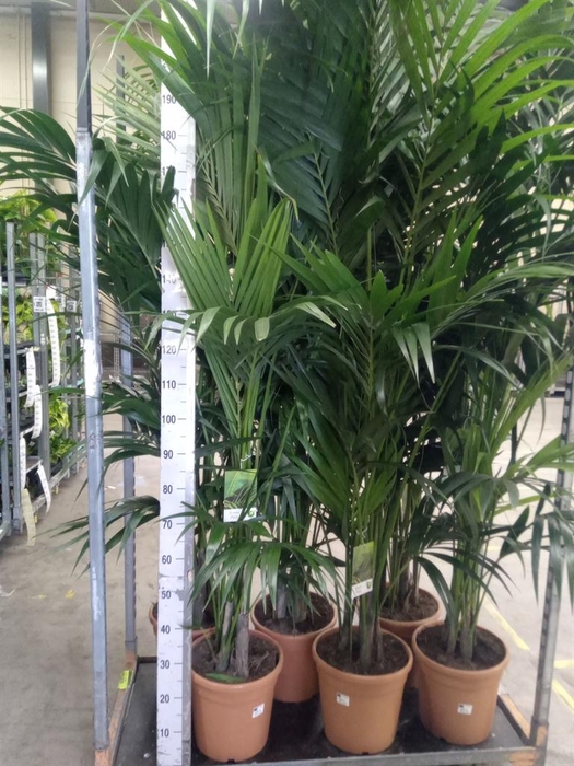 <h4>Howea forsteriana</h4>