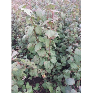 Cercidiphyllum japonicum80