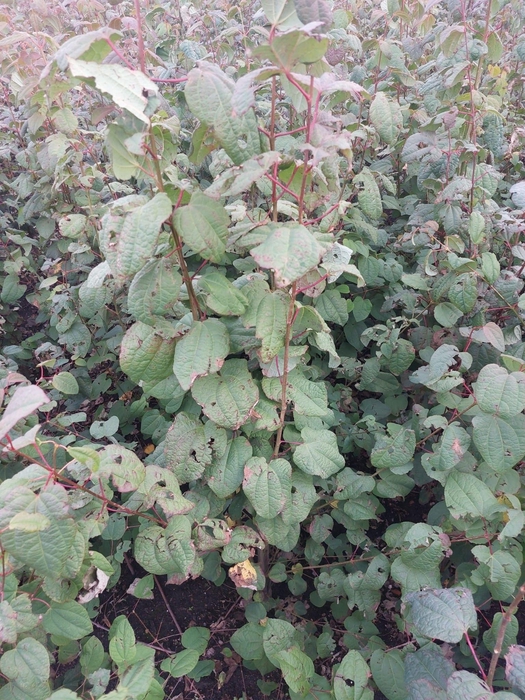 <h4>Cercidiphyllum japonicum80</h4>