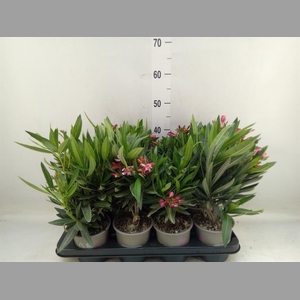 Nerium oleander   ...