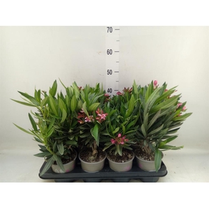 Nerium oleander   ...