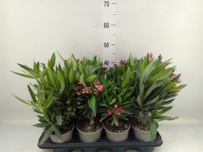 <h4>Nerium oleander   ...</h4>