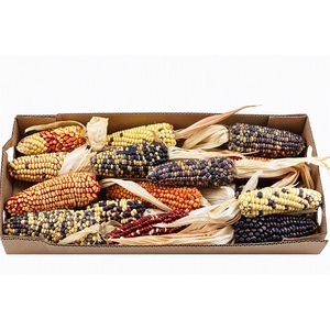 Zea Mays Large Mix