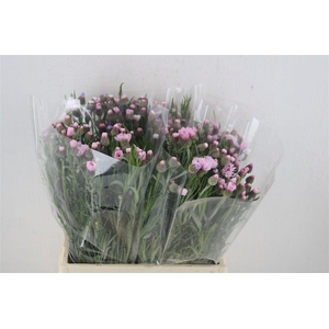 Centaurea Pink Carpet