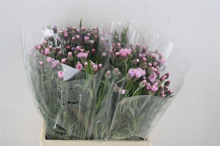 <h4>Centaurea Pink Carpet</h4>