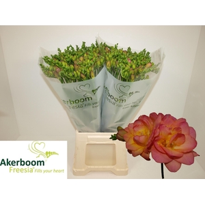 FR DU ROMANTIC PEACH