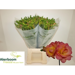 FR DU ROMANTIC PEACH