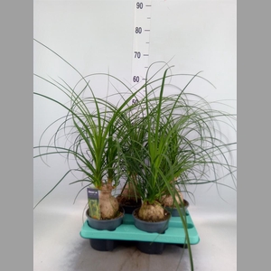 Beaucarnea recurvata