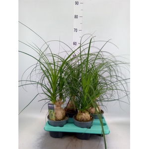 Beaucarnea recurvata