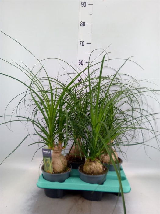 <h4>Beaucarnea recurvata</h4>