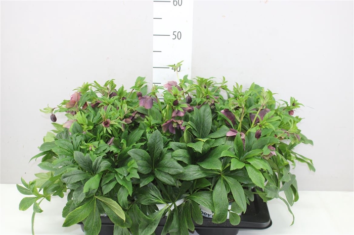 <h4>Helleborus Or Viv Victoria 20-25</h4>