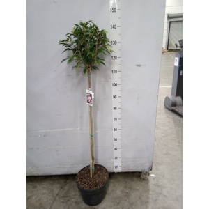 Camellia japonica 'MathotianaRosea'